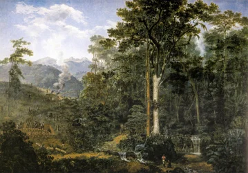 View of a Virgin Forest Reduced to Charcoal